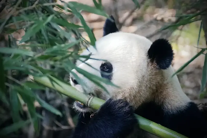 Panda eet bamboe